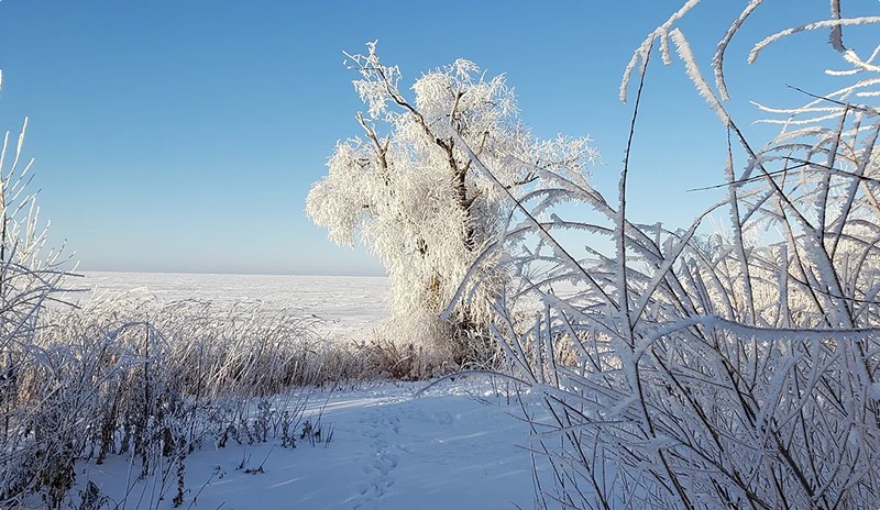 frost covered tree & brush